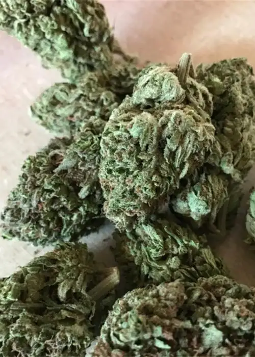 Tangelo Kush