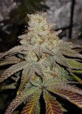 Peach Hashplant