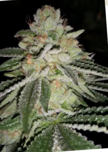 Blue Lime Pie