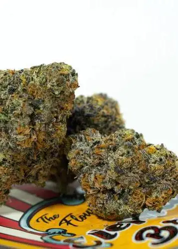 Elephant Breath