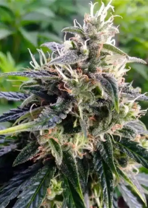 Northern Lights
