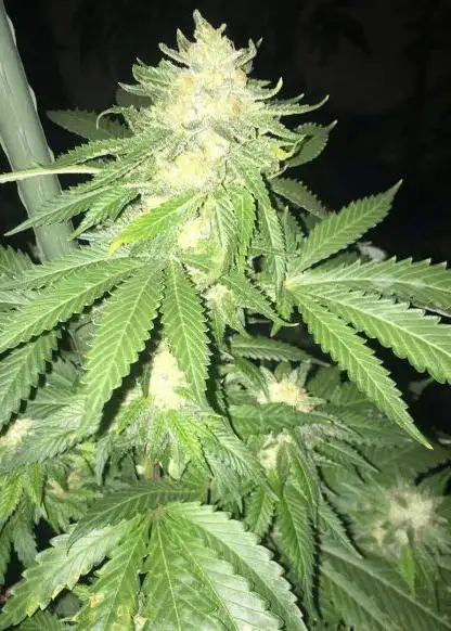 NYC Chem