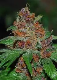 Purple Lotus