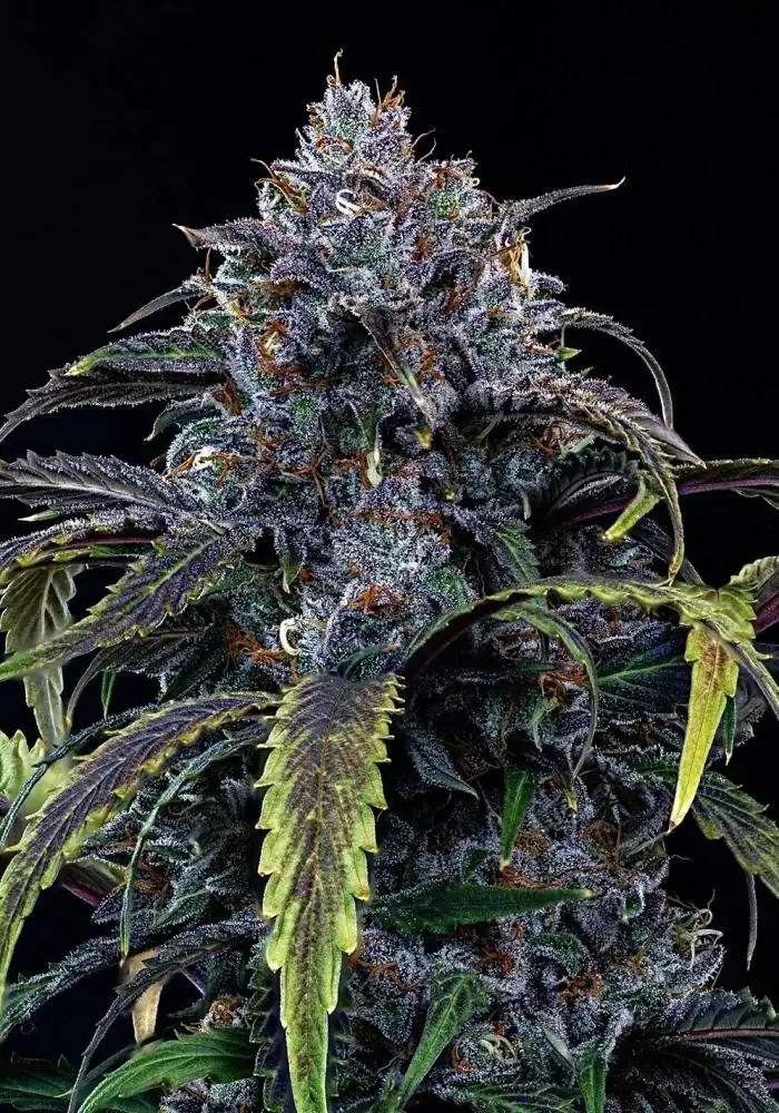 Rainbow Sundae 11 Auto