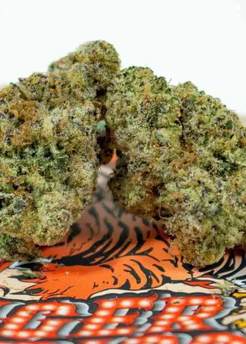 Tiger Piss