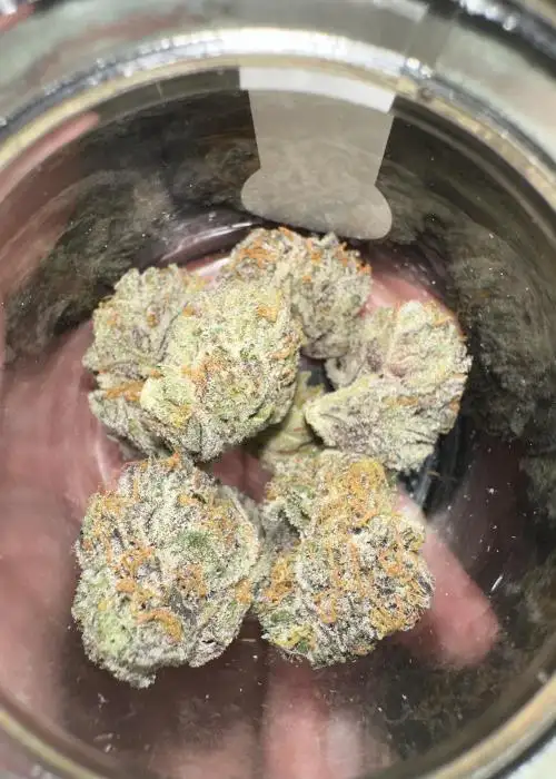 Purple Fig