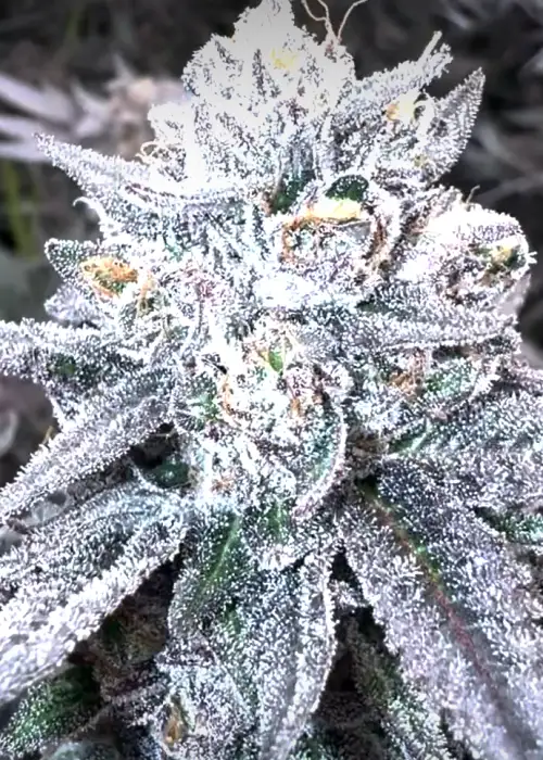 Lemon Cherry Delight