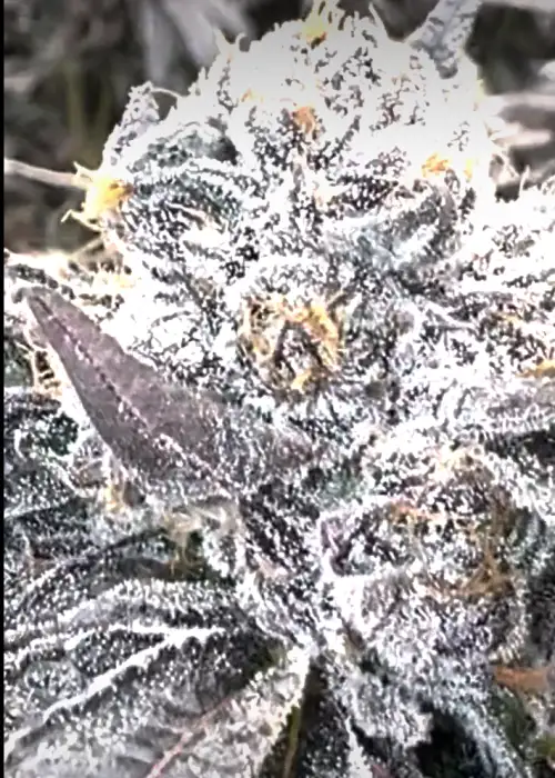 Black Magic