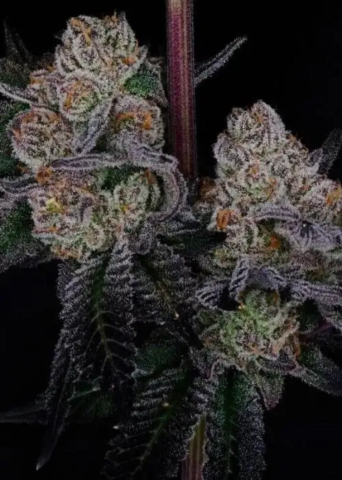 Black Durban