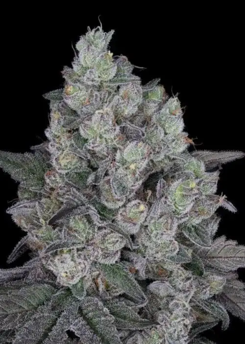 Mystic Mint