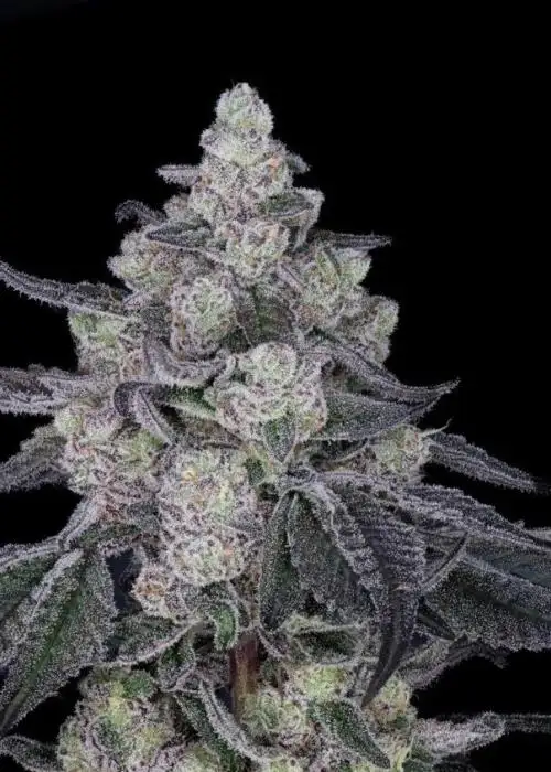 Sticky Sweets
