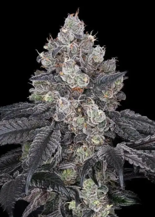 Ruby Reserve