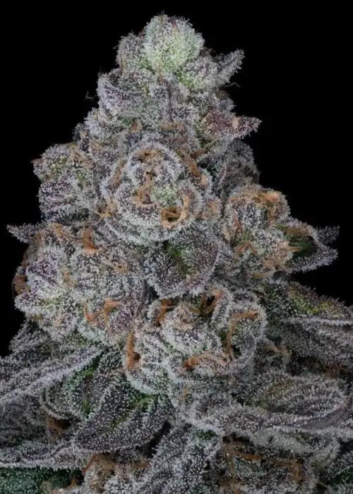 Z-Bubble