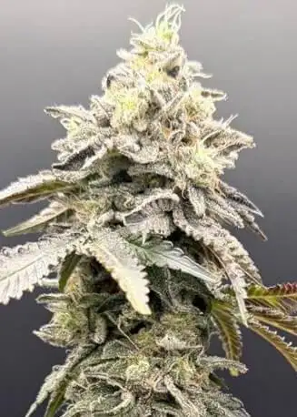 Limelight x Grape Sunshine