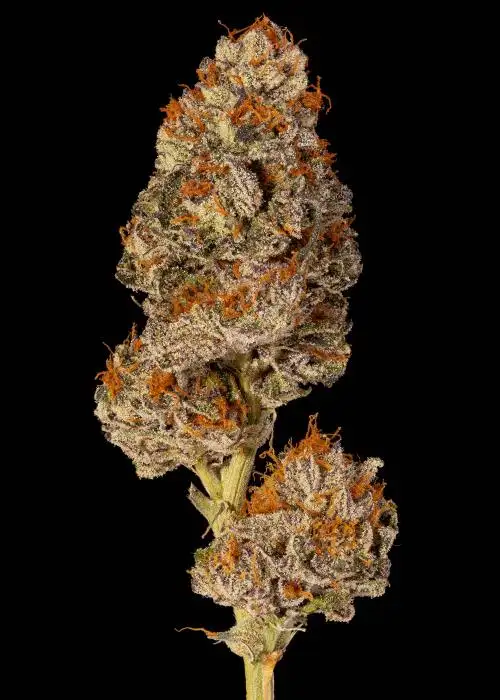 Blueberry Lemonade