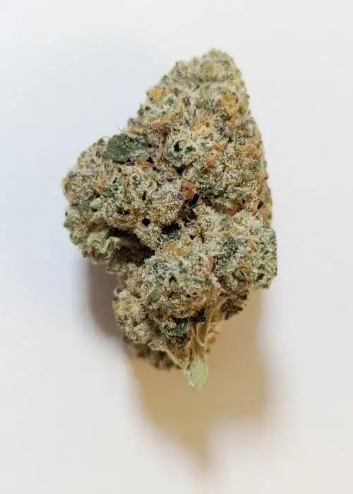 Buddha Bliss