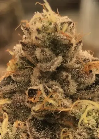 Purple Pinner