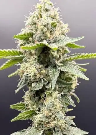 Grape Ghost