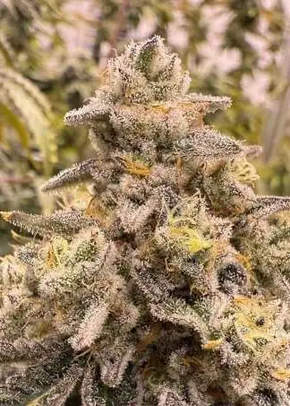 Grape Krush