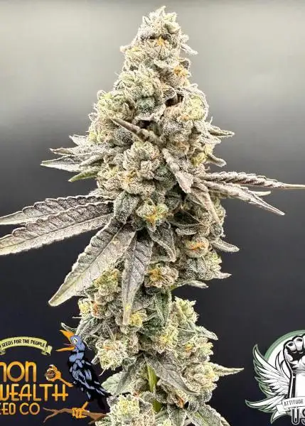 Sig Sour