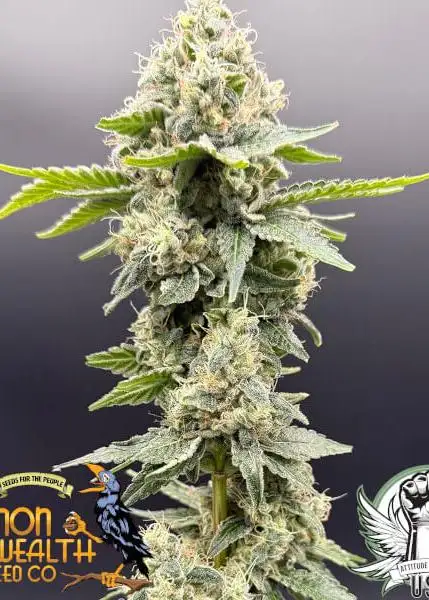 Sour Apple