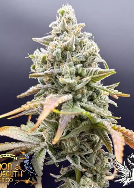 UV Sour