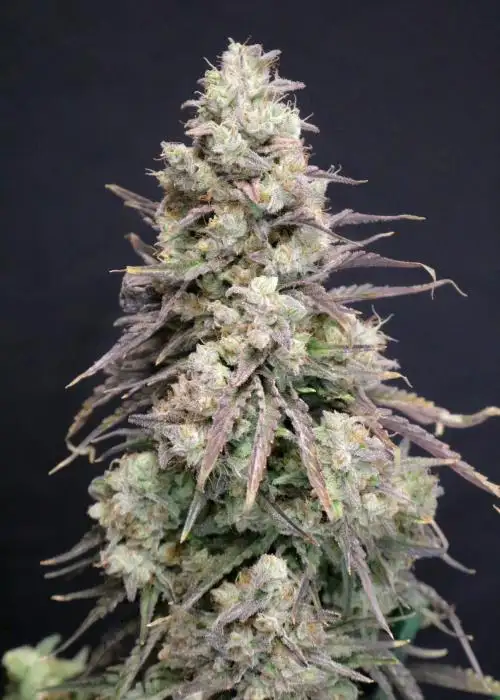 Berry Taboo