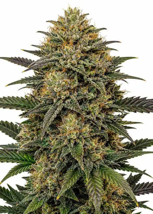 Redemption Indica