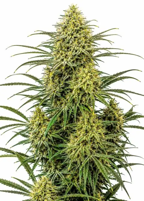 One Love Sativa