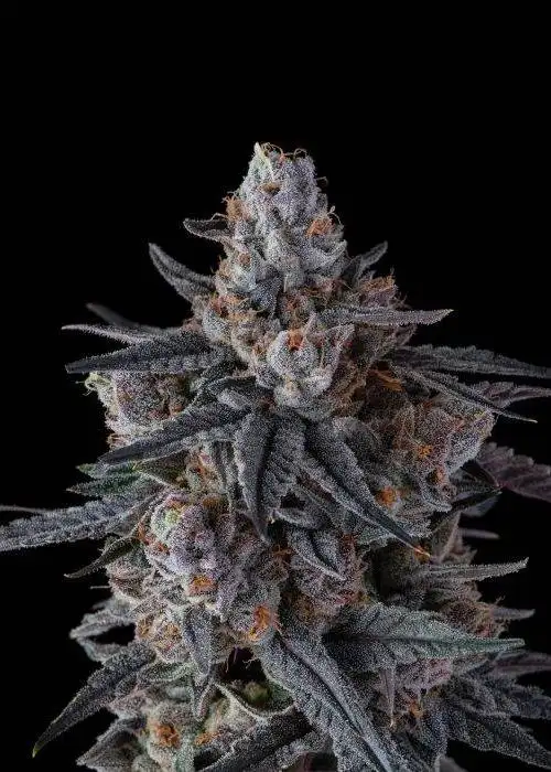 Lobster OG