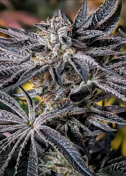 Sour Sherb