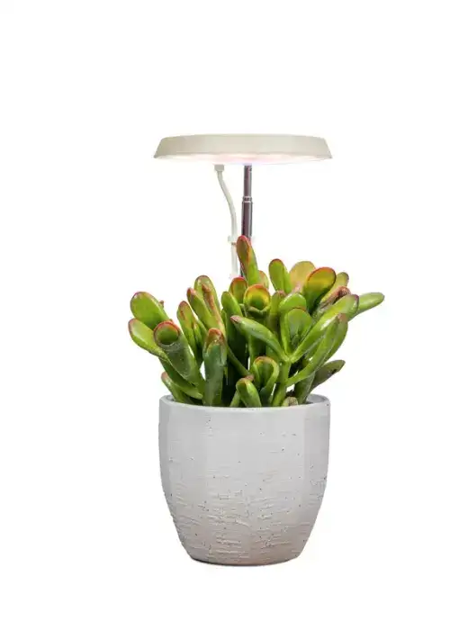 AeroGarden Stem Grow Light