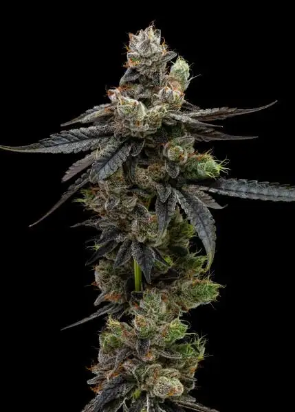 Dark Karma