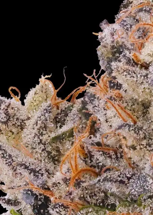 Fig OG