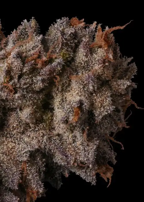 Lemon Cherry Face