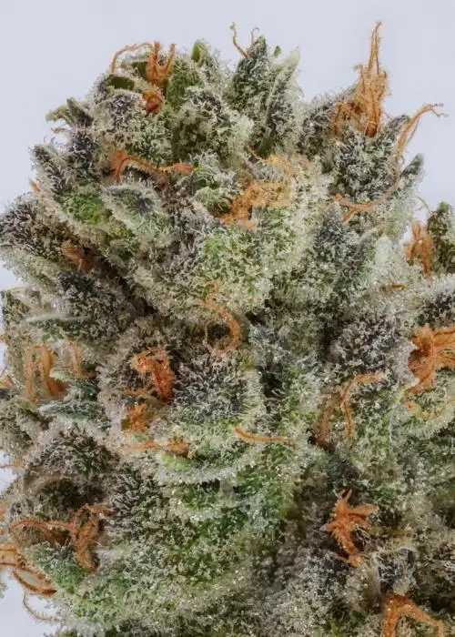 Peach Wreck