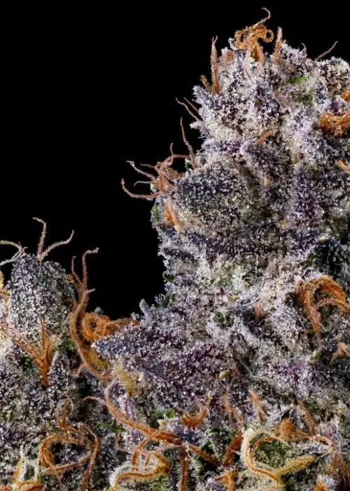 Rapper Weed