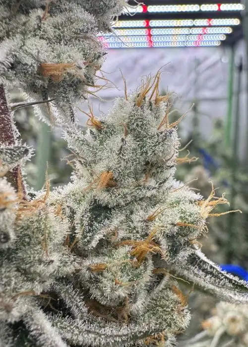 Aloha Breath