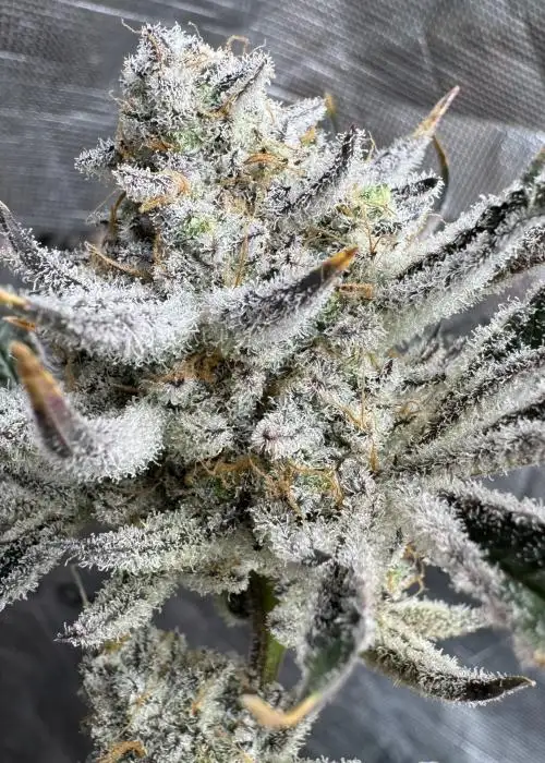 Kush n Keyz