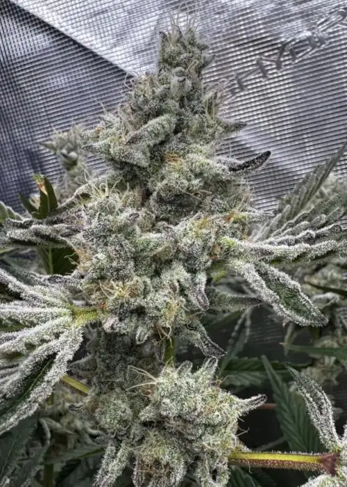 Sour Keyz