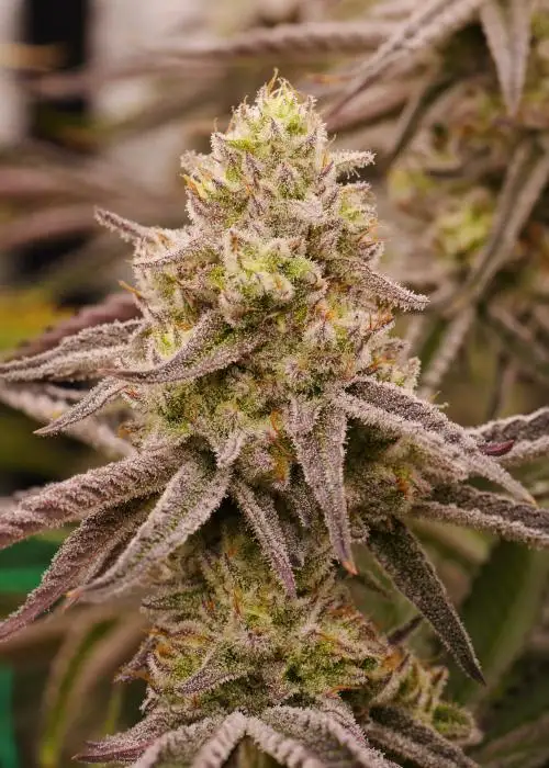 Space Fuel