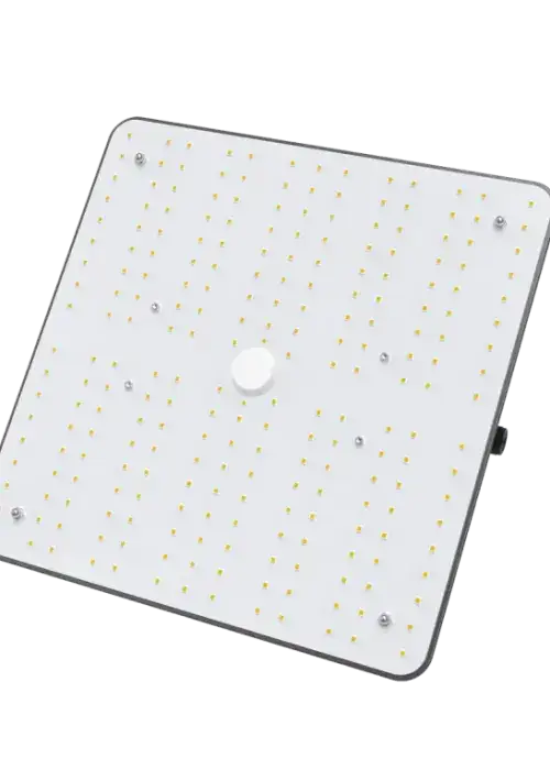 MON 100W