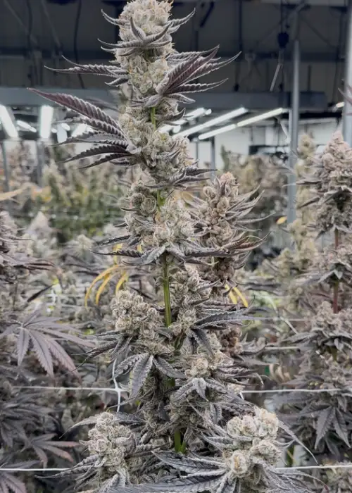 Platinum Paradise