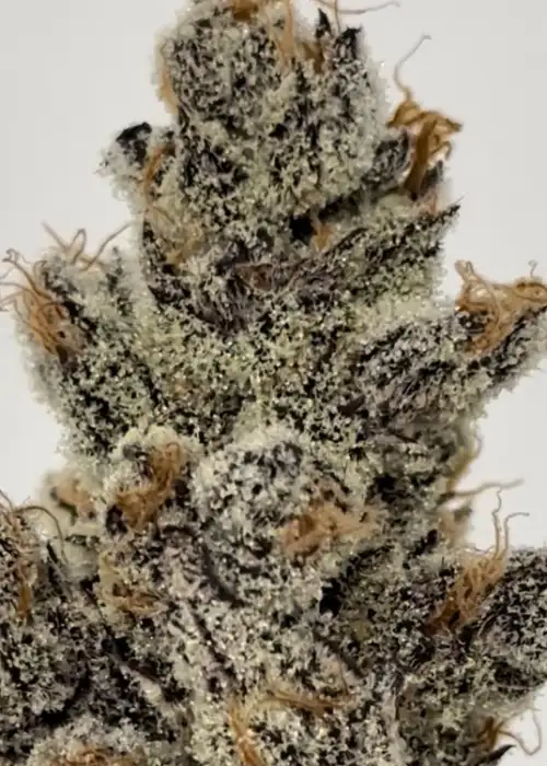 Truffmosa R1