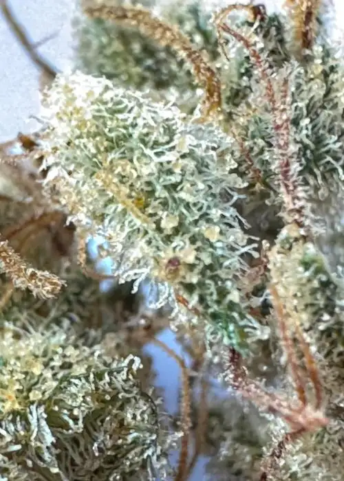 Deadhead OG x Tom Hill Haze