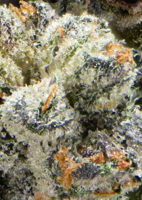 Candy Corn