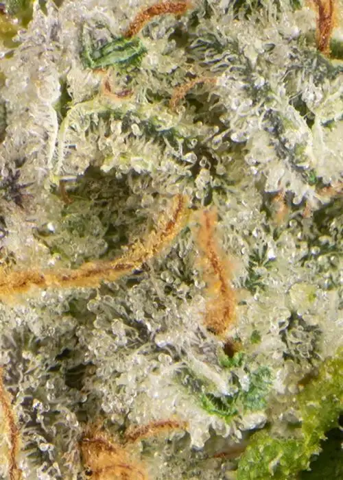 Nirvana #6