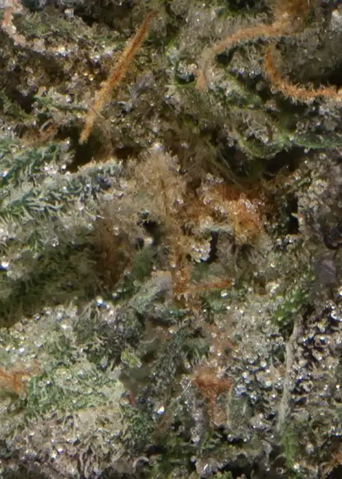 Ethanol #33