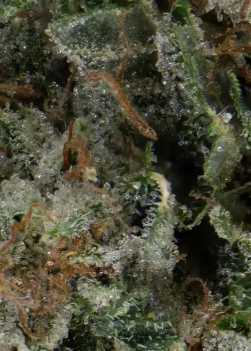 Kali Sour Kush