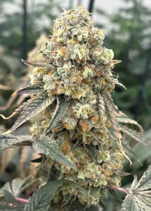 Honeymoon Diesel